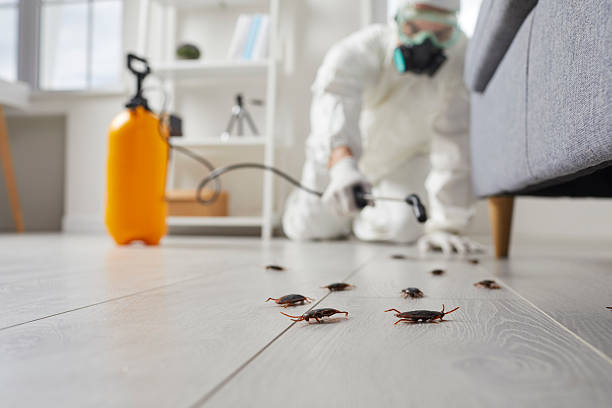 Post-Treatment Bed Bug Interceptor Monitoring in Hiller